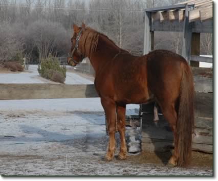 tennessee walking horse stallion