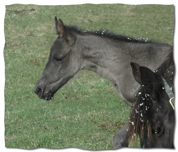 black colt by Generator 101 x Prides Beam