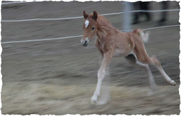 photo of weanling colt at Jus' Fine