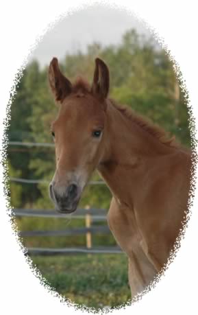 weanling filly at Jus' Fine