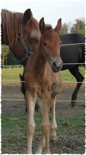 chestnut weanling filly 2007