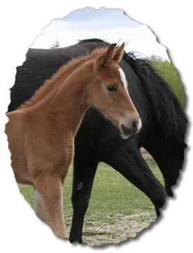 weanling filly by Generator 101