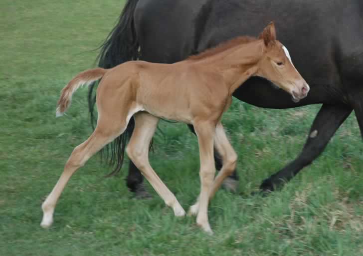 filly by Generator 101