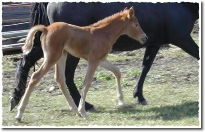 first filly born in 2005 by Generator 101!