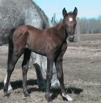 walking horse filly by Generator 101