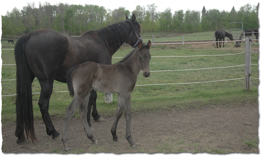 black colt by 101 out of Jose's Country Sue