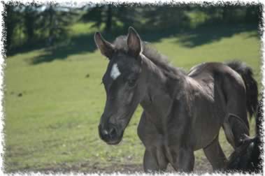 tennessee walking horse weanling 2006