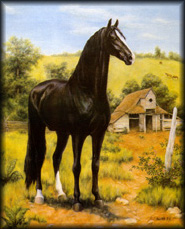 painting of black stallion. Tennessee Walking Horse Allan F-1.